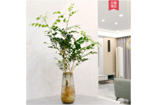 水培植物九里香盆栽盆景老樁四季綠植室內(nèi)花卉比馬醉木吊鐘還好養(yǎng)