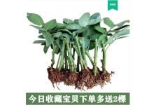 13.8元10棵玫瑰花盆栽樹苗四季開花庭院陽臺花卉植物大花月季花苗