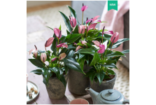 紅掌花盆栽大盆水培白花卉植物室內(nèi)花四季易活好養(yǎng)綠植粉色客廳花