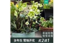 鐵筷子花苗花種子苗圣誕玫瑰盆栽花卉植物綠植多年生宿根庭院花卉