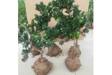 羅漢松樹苗南通雀舌小米葉黑珍珠盆景素材小苗四季常青室內(nèi)種植