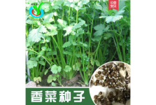 四季香菜種子 農(nóng)田菜園可陽臺盆栽易種香味濃郁早熟芫荽蔬菜籽