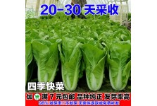 四季快菜小白菜種子20天采收蔬菜種子早熟菜種孑籽種陽臺庭院大全