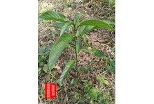 大青葉板藍(lán)根藥用花卉綠植物名貴中草藥材庭院盆栽野外生長種植苗