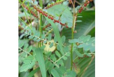 葉下珠珍珠草野生中草藥材藥用花卉綠植物L(fēng)庭院室內(nèi)陽臺盆栽種植